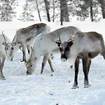 Korpikartano Inari