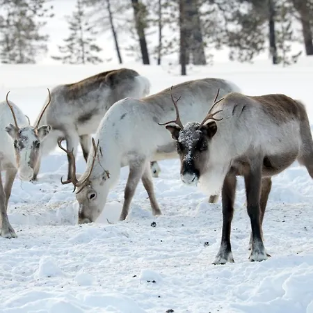 Korpikartano Inari