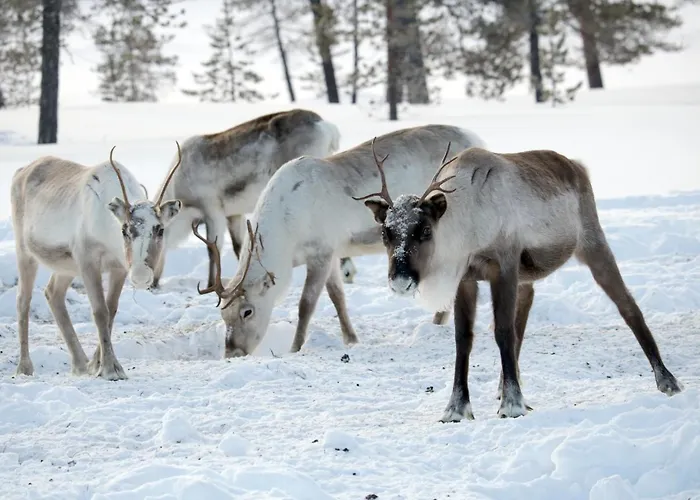 Korpikartano אינארי
